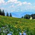 Alps Flowers